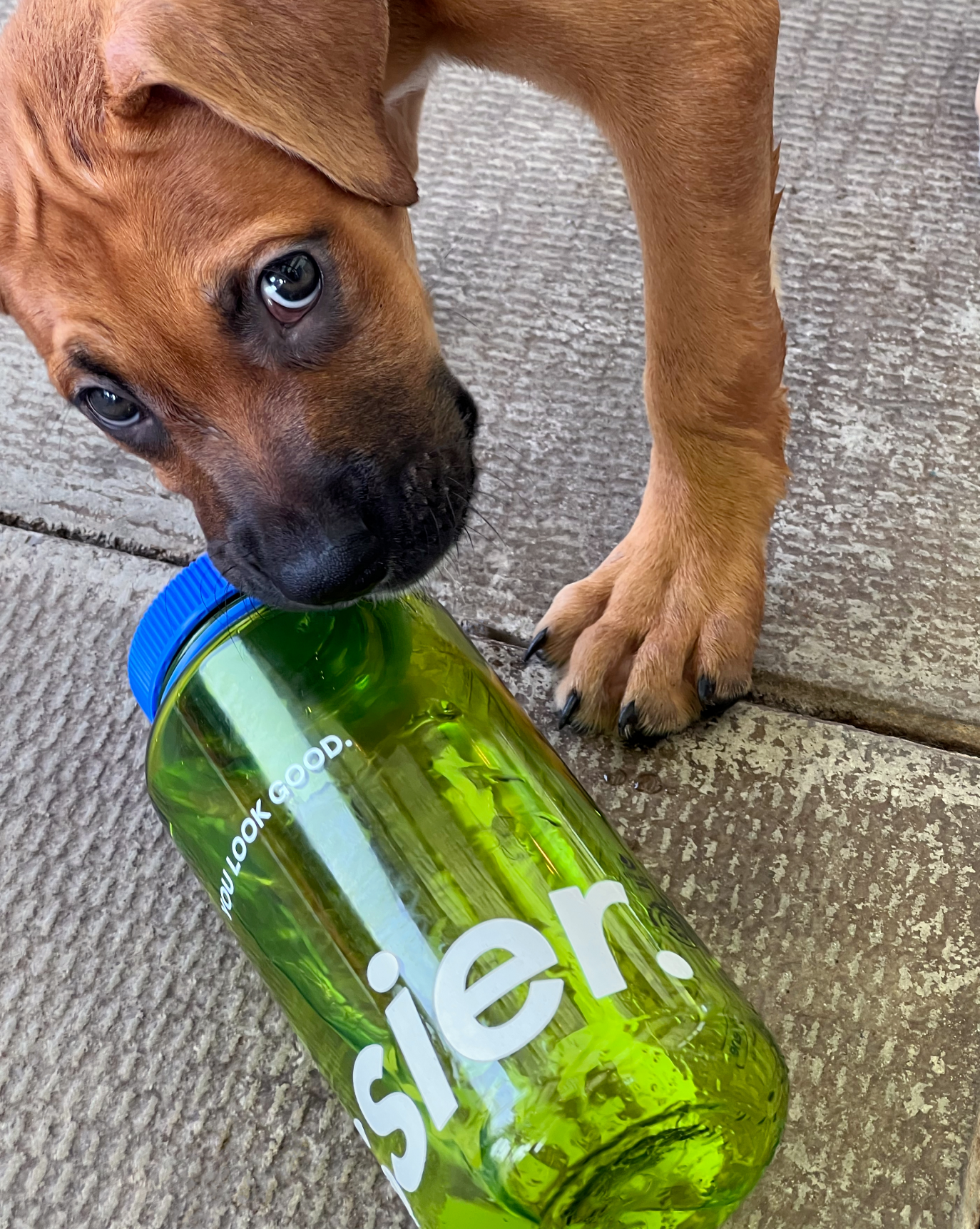 新品未使用　glossier タンブラー 水筒 Water Bottle – Glossier